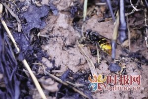 退休夫妻遭馬蜂襲擊 丈夫為救妻子被蜇致死