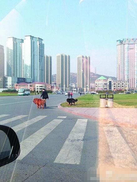 男子廣場(chǎng)遛兩藏獒一只沒拴繩 路人遠(yuǎn)遠(yuǎn)躲開