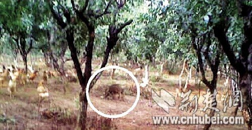 農(nóng)戶半夜播“最炫民族風(fēng)”驅(qū)趕野豬效果明顯