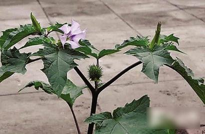 一家三口吃“情花”中毒 丈夫產幻覺勒索20萬