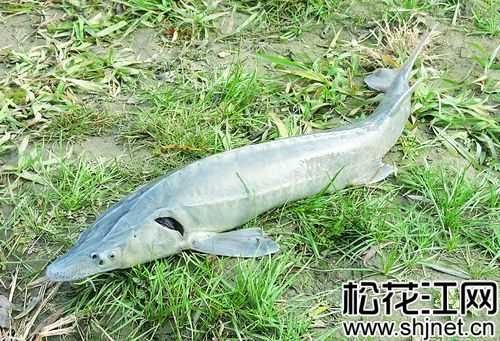 飯店老板1600元購買野生鱘鰉魚只為放生