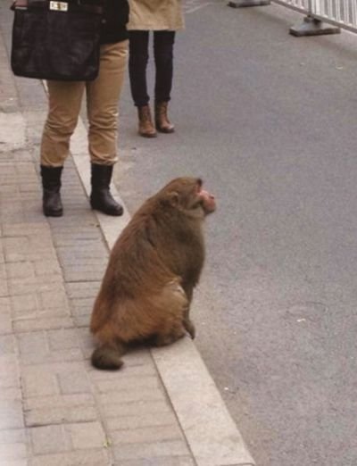 北京東三環(huán)現(xiàn)散步獼猴 工作人員稱并非之前狒狒