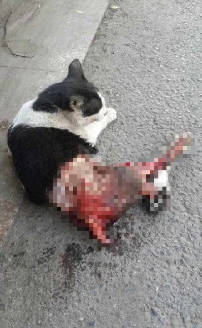 小貓被剝皮太過殘忍,編輯進行了馬賽克處理。