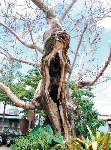 臺灣一部落老樹被蟲蛀似名畫《吶喊》(圖)