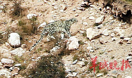 資深驢友瀾滄江源頭遇險瞬間:灌木中竄出雪豹