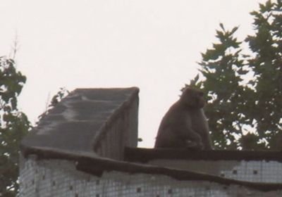 北京東三環(huán)現(xiàn)散步獼猴 工作人員稱并非之前狒狒