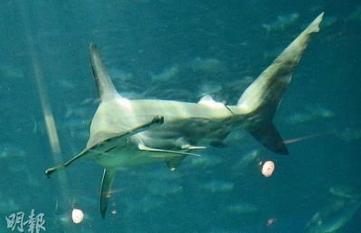 香港海洋公園6條錘頭鯊猝死疑涉神經(jīng)系統(tǒng)感染