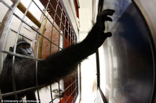 研究稱獼猴也愛玩平板電腦 可放松心情增加感情