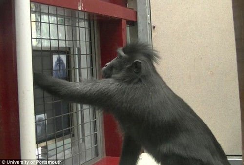 研究稱獼猴也愛玩平板電腦 可放松心情增加感情