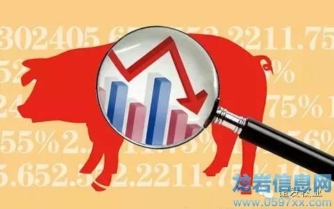 豬價只跌不漲的原因,現在終于知道啦!