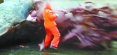 死亡抹香鯨突然放射性爆炸 噴出內臟等只剩皮囊