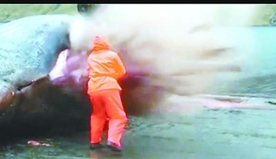 死亡抹香鯨突然放射性爆炸 噴出內臟等只剩皮囊