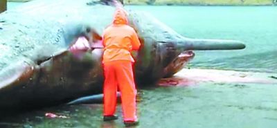 死亡抹香鯨突然放射性爆炸 噴出內臟等只剩皮囊